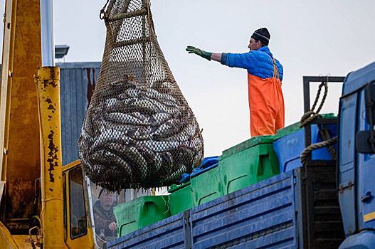 Евросоюз увеличил закупки рыбы из РФ до максимума с начала года